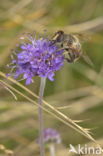 Blauwe knoop (Succisa pratensis)