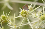 Kleine vuurvlinder (Lycaena phlaeas)