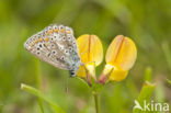 Common Blue (Polyommatus icarus)