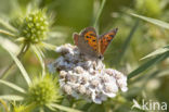 Kleine vuurvlinder (Lycaena phlaeas)