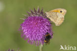 Oranje zandoogje (Pyronia tithonus)