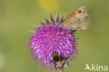 Oranje zandoogje (Pyronia tithonus)