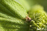 Crab spider (Xysticus cristatus)