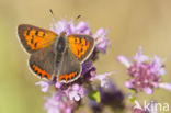 Kleine vuurvlinder (Lycaena phlaeas)