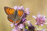 Small Copper (Lycaena phlaeas)