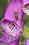 Kleine wespenbok (Clytus arietis)