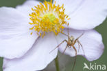 Gewone tandkaak (Enoplognatha ovata)