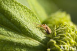 Crab spider (Xysticus cristatus)