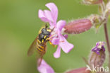 Hoverfly (Chrysotoxum cautum)