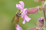 Grote fopwesp (Chrysotoxum cautum)