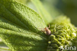 Crab spider (Xysticus cristatus)