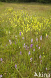 Gevlekte orchis (Dactylorhiza maculata)