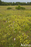 Spotted orchid (Dactylorhiza maculata)