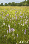 Spotted orchid (Dactylorhiza maculata)