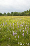 Spotted orchid (Dactylorhiza maculata)