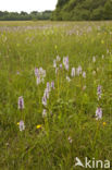 Gevlekte orchis (Dactylorhiza maculata)