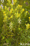 Lesser Butterfly-orchid (Platanthera bifolia)