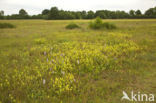 Spotted orchid (Dactylorhiza maculata)