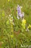 Gevlekte orchis (Dactylorhiza maculata)