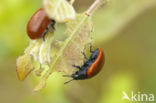 poplar leaf beetle (Chrysomela populi)