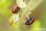 poplar leaf beetle (Chrysomela populi)