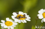 Tapijtkever (Anthrenus scrophulariae)