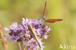 Small Copper (Lycaena phlaeas)