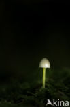 Mycena epipterygioides