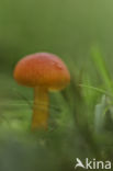 Vermilion Waxcap (Hygrocybe miniata)