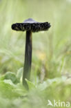 Zwartwordende wasplaat (Hygrocybe conica)