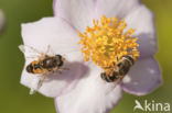 Bosbijvlieg (Eristalis horticola)