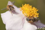 Bosbijvlieg (Eristalis horticola)