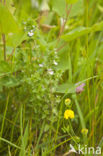 Stijve ogentroost (Euphrasia stricta)