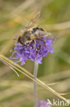 Blauwe knoop (Succisa pratensis)