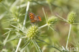 Kleine vuurvlinder (Lycaena phlaeas)