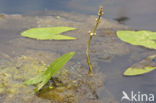 Azuurwaterjuffer (Coenagrion puella)