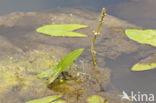 Azuurwaterjuffer (Coenagrion puella)