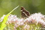 Landkaartje (Araschnia levana)