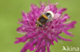 Gewone hommelreus (Volucella bombylans)