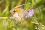 Oranje zandoogje (Pyronia tithonus)