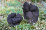 Elfin Saddle (Helvella lacunosa)