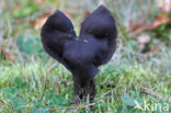 Elfin Saddle (Helvella lacunosa)