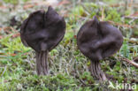 Zwarte kluifzwam (Helvella lacunosa)