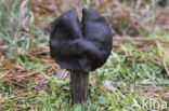 Elfin Saddle (Helvella lacunosa)