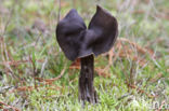 Elfin Saddle (Helvella lacunosa)