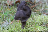 Zwarte kluifzwam (Helvella lacunosa)