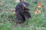 Elfin Saddle (Helvella lacunosa)