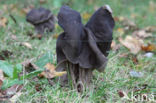 Elfin Saddle (Helvella lacunosa)