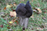 Elfin Saddle (Helvella lacunosa)