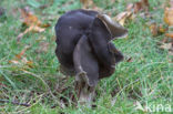 Elfin Saddle (Helvella lacunosa)